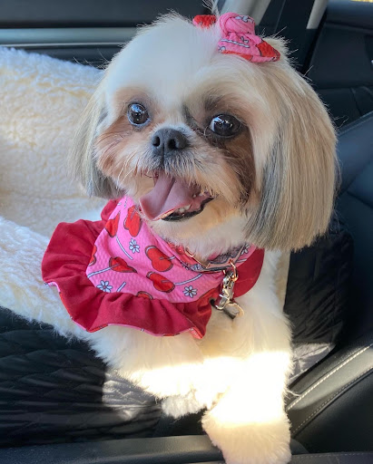 Pet Supply Store «PetSmart», reviews and photos, 5214 Blanche Moore Dr, Corpus Christi, TX 78411, USA