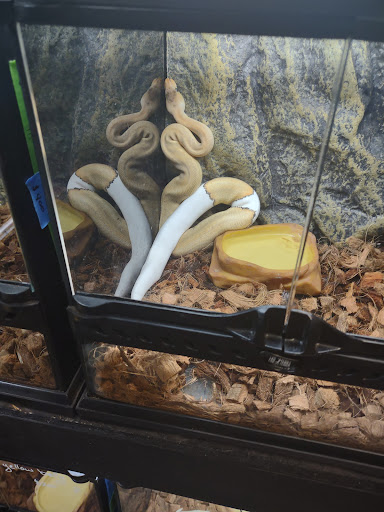 Reptile Store «CV Exotics», reviews and photos, 320 Sandown Rd, East Hampstead, NH 03826, USA