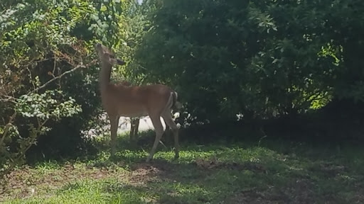 Country Club «West Fork Golf & Country Club», reviews and photos, 1 Golf Rdg, Conroe, TX 77304, USA