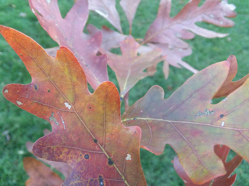 Pet Store «Fin & Feather of Ashland», reviews and photos, 307 S Center St, Ashland, VA 23005, USA