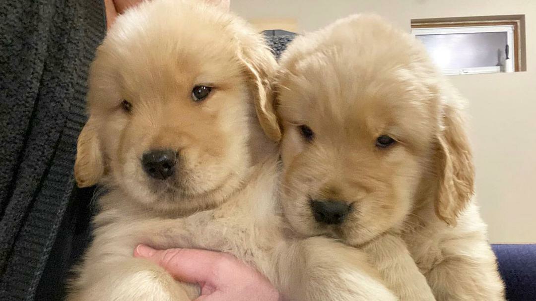 Golden Retriever Puppies For Sale Near