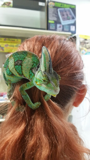 Pet Store «Pet Malls», reviews and photos, 11691 Boyette Rd, Riverview, FL 33569, USA