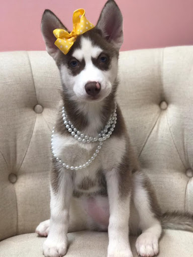 Pet Store «Furry Babies Inc», reviews and photos, 3340 Mall Loop Dr, Joliet, IL 60431, USA