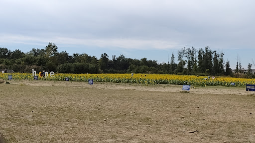 Prayers From Maria Sunflower Field in Avon image 9
