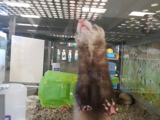 Pet Supply Store «Petco Animal Supplies», reviews and photos, 1203 SE Everett Mall Way f, Everett, WA 98208, USA