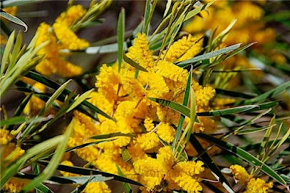 Acacia Acuminata