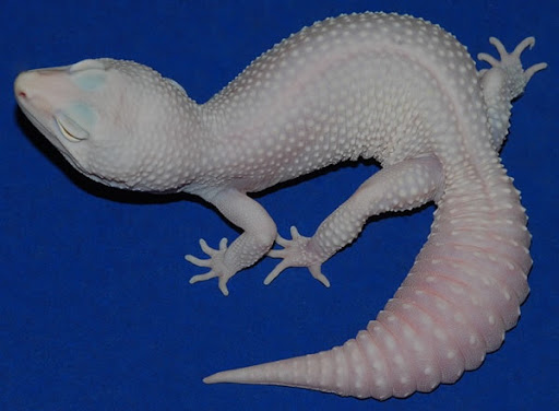 Pet Supply Store «Pet Bazaar», reviews and photos, 490 FL-436, Casselberry, FL 32707, USA