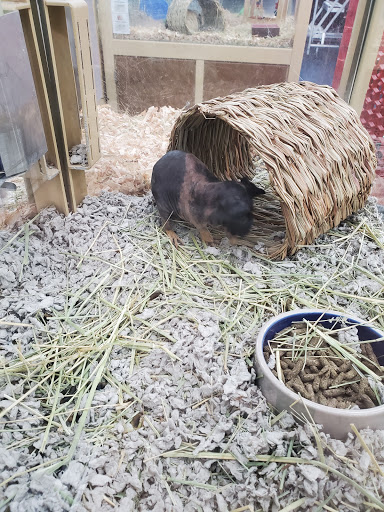 Pet Supply Store «Pet Supermarket», reviews and photos, 5000 Clyde Morris Blvd, Port Orange, FL 32127, USA