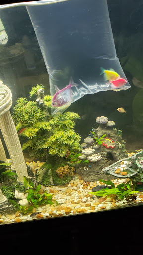 Pet Supply Store «Patriot Pets & Supplies-FL LLC», reviews and photos, 1242 Pine Island Rd # 47, Cape Coral, FL 33991, USA