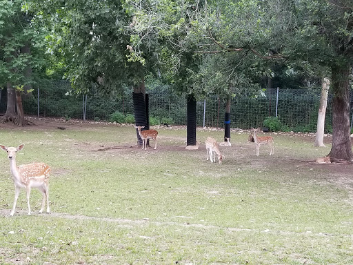 Zoo «Lupa Zoo», reviews and photos, 62 Nash Hill Rd, Ludlow, MA 01056, USA