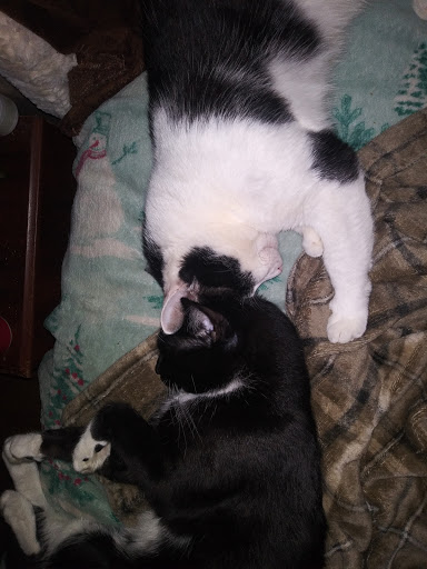 Rasey Animal Hospital image