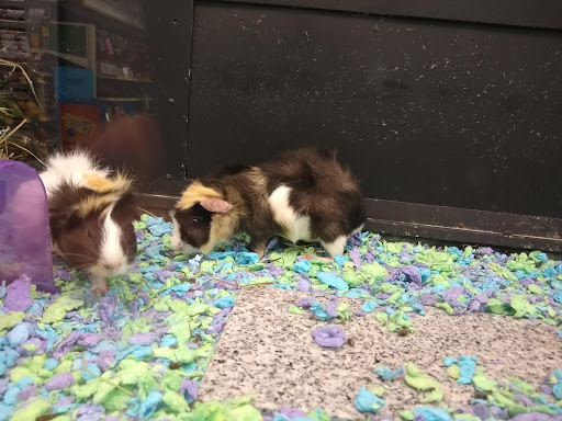 Pet Supply Store «PetSmart», reviews and photos, 9970 Sowder Village Square, Manassas, VA 20109, USA
