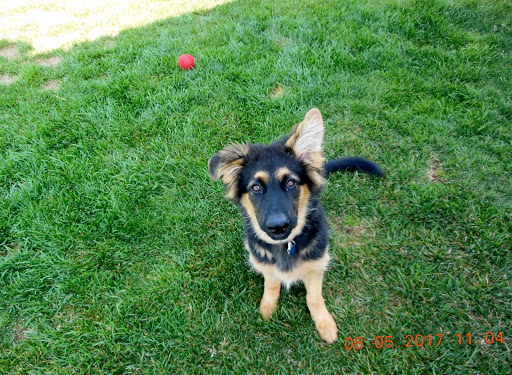 Garden Center «Chesterton Feed & Garden Center», reviews and photos, 400 Locust St, Chesterton, IN 46304, USA