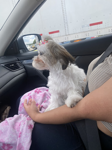 Pet Supply Store «PetSmart», reviews and photos, 1705 Mall of Georgia Blvd, Buford, GA 30519, USA