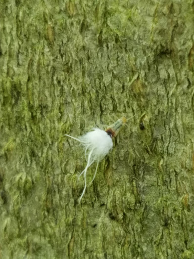 Nature Preserve «Meltzer Woods», reviews and photos, 1522 S 600 E, Shelbyville, IN 46176, USA