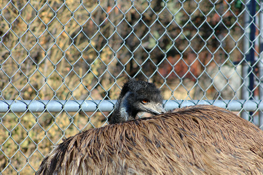 Zoo «Heritage Park Zoological Sanctuary», reviews and photos, 1403 Heritage Park Rd, Prescott, AZ 86301, USA