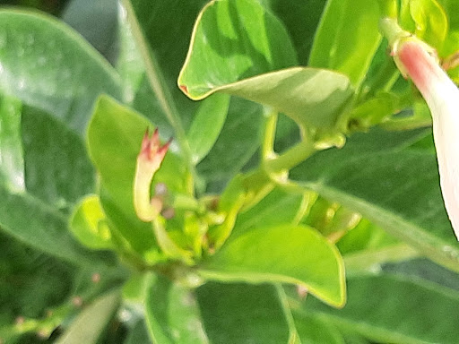 Home Improvement Store «The Home Depot», reviews and photos, 909 W McDermott Dr, Allen, TX 75013, USA