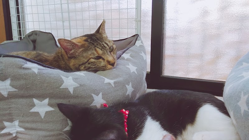 ねこ広場 東京都東村山市秋津町 カフェ 喫茶 カフェ グルコミ