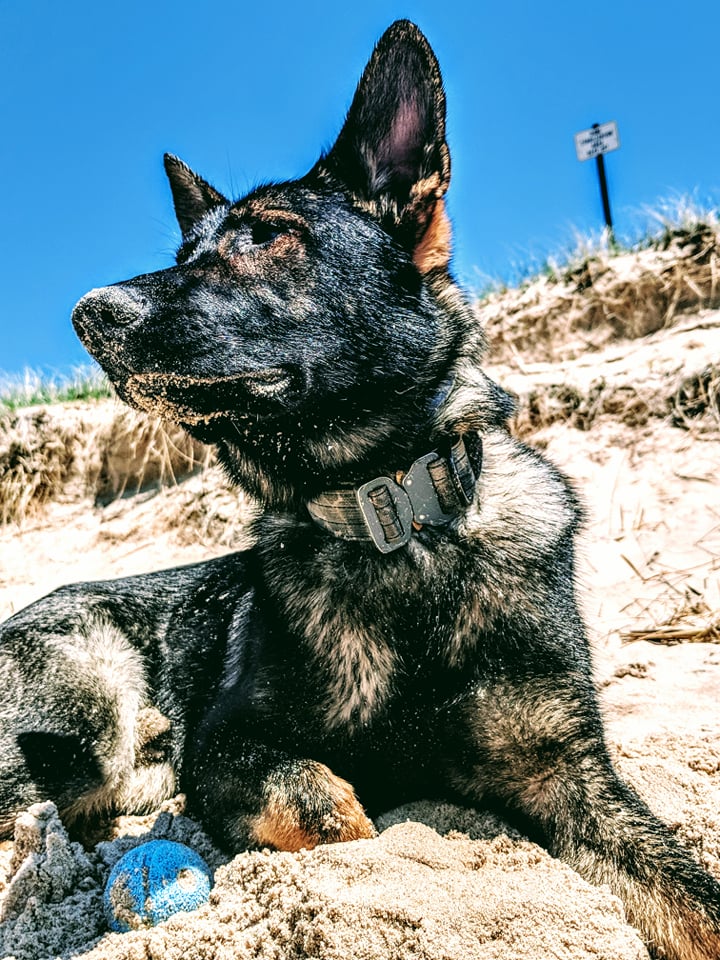 Cumberland Command K9