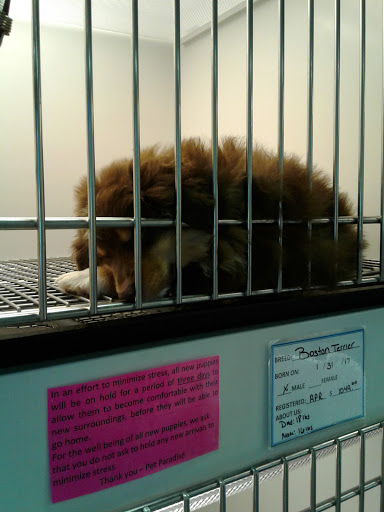 Pet Store «Pet Paradise Grooming», reviews and photos, 1115 Pueblo Blvd Way, Pueblo, CO 81005, USA