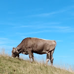 Photo n°5 de l'avis de Berthold.a fait le 25/08/2022 à 18:13 sur le  Alpe Schnitzlertal à Wertach