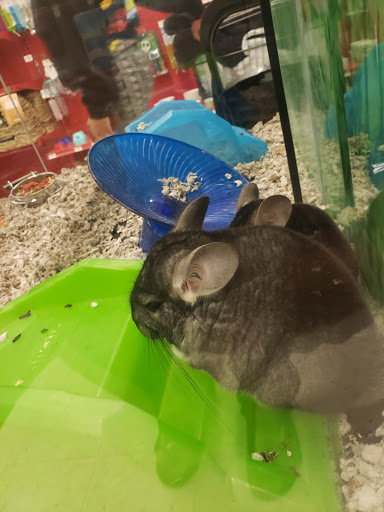 Pet Supply Store «Petco Animal Supplies», reviews and photos, 2131 Pleasant Hill Rd, Duluth, GA 30096, USA