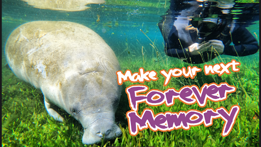 Sightseeing Tour Agency «Manatee Tour and Dive», reviews and photos, 36 NE 4th St, Crystal River, FL 34428, USA