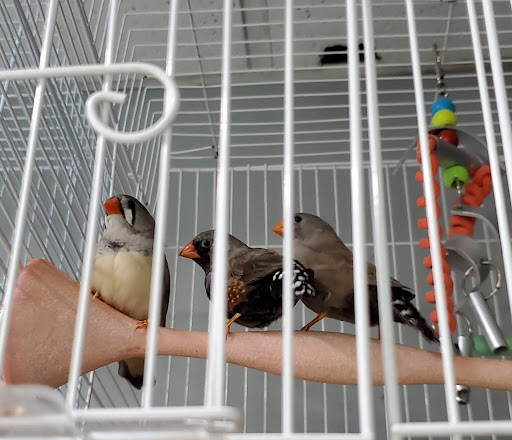 Pet Store «Pet Cove», reviews and photos, 820 E Center St, Kingsport, TN 37660, USA