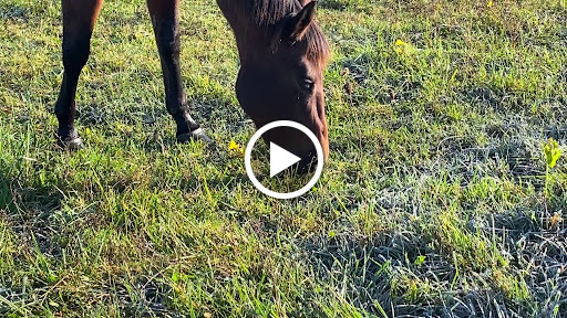 Horseback Riding Service «Secret Passage Ranch», reviews and photos, 321 Spring Mountain Way, Fort Valley, VA 22652, USA