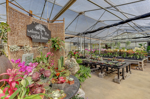 Florist «Dr Delphinium Flower & Orchid House», reviews and photos, 513 W Campbell Rd, Richardson, TX 75080, USA