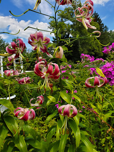 Museum «Morven Museum & Garden», reviews and photos, 55 Stockton St, Princeton, NJ 08540, USA