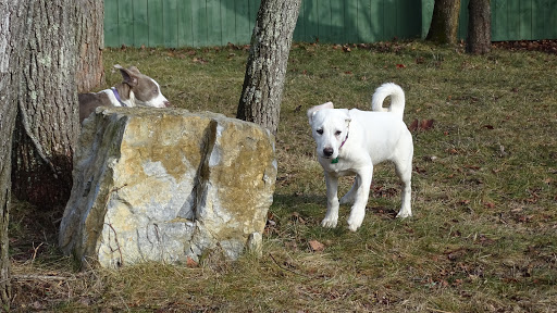 Dog Trainer «Awesome Dawgs Dog Training LLC», reviews and photos, 3052 Pricetown Rd, Temple, PA 19560, USA