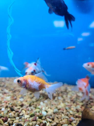 Pet Supply Store «Petco Animal Supplies», reviews and photos, 860 Broadway, New York, NY 10003, USA