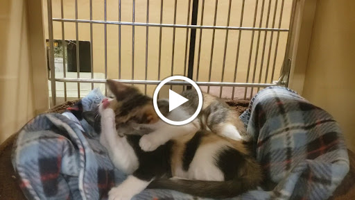 Pet Supply Store «PetSmart», reviews and photos, 865 Colusa Ave, Yuba City, CA 95991, USA