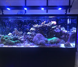 Acuario Gazpher photo