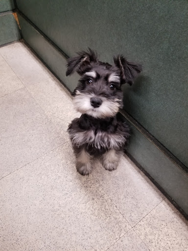 Pet Store «Petland», reviews and photos, 351 Diederich Blvd, Ashland, KY 41101, USA