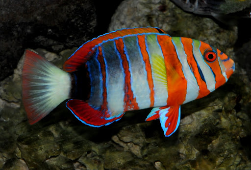 Tropical Fish Store «Arizona Custom Aquariums», reviews and photos, 3817 N Oracle Rd #A, Tucson, AZ 85705, USA