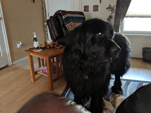 Pet Store «Essential Pet», reviews and photos, 17920 Cottonwood Dr, Parker, CO 80134, USA