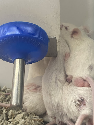 Pet Supply Store «Petco Animal Supplies», reviews and photos, 1090 Fort Union Blvd, Midvale, UT 84047, USA