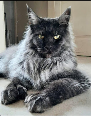 Chatterie de la Baie d'Opale à Landrethun-le-Nord