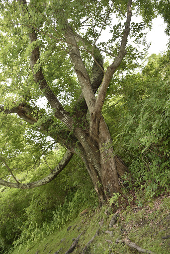Nature Preserve «Norman Bird Sanctuary», reviews and photos, 583 3rd Beach Rd, Middletown, RI 02842, USA