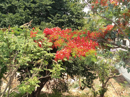 Google Maps image 20