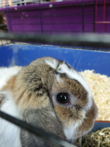 Pet Store «Wildside Pets», reviews and photos, 1042 N Higley Rd #105, Mesa, AZ 85205, USA