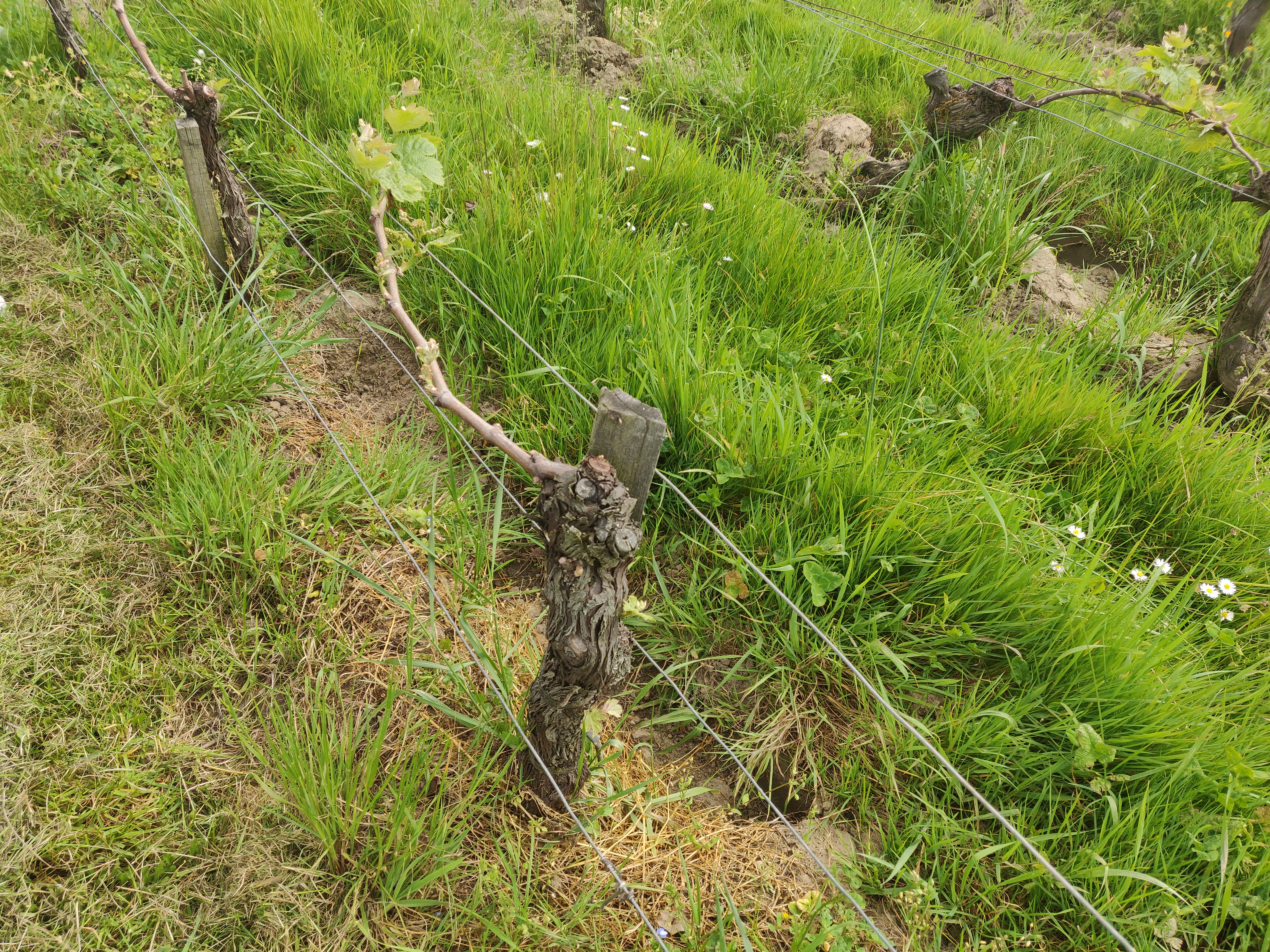 Photo n° 11 de l'avis de Zirun.a fait le 28/04/2022 à 12:08