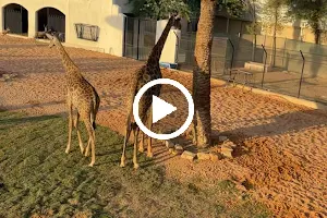Giraffe/zebra zone image