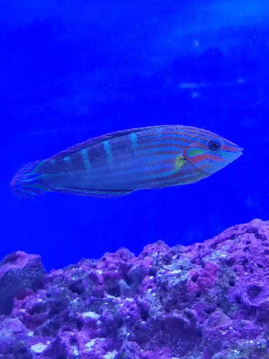 Pet Store «Bluewater Zoo Exotic Aquariums & Reptiles», reviews and photos, 159 Miracle Strip Pkwy SE, Fort Walton Beach, FL 32548, USA