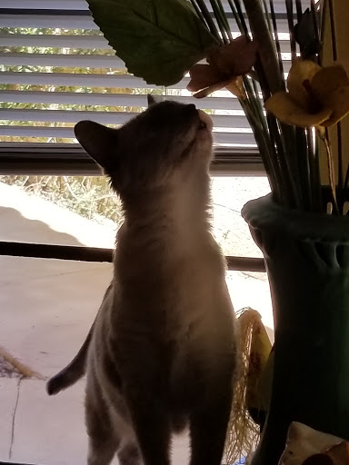 Pet Supply Store «PetSmart», reviews and photos, 2840 W Chandler Blvd, Chandler, AZ 85224, USA