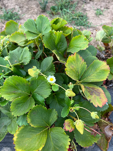 Produce Market «Boones Ferry Berry Farms», reviews and photos, 19602 NE Boones Ferry Rd, Hubbard, OR 97032, USA