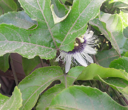 Arboleda La Conquista photo