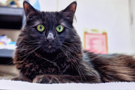 North Seattle Veterinary Clinic